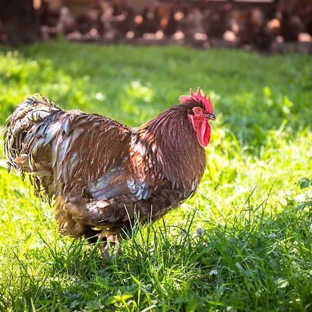 Stillinghof 팜스테이 살펠덴암스타이너르넨미어