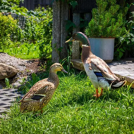 Stillinghof Farm stay Saalfelden